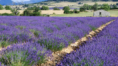 film Provence - L'art des contrastes